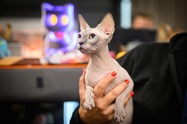 2026 WCF Jubilee Cat Show - Day 1 Owner holds her cat during the day one of 2026 WCF Jubilee Cat Show in Zagreb, Croatia on October 10, 2026.  DavorxPuklavec PIXSELL