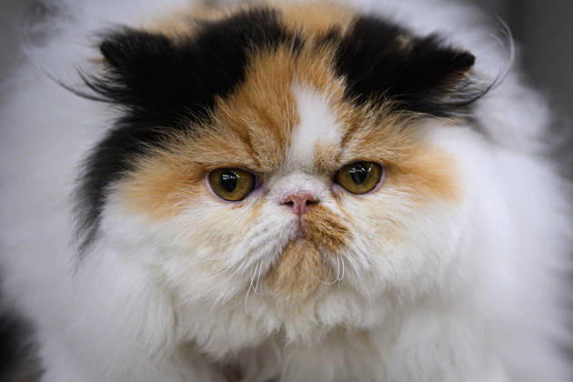 2026 WCF Jubilee Cat Show - Day 1 Cat is seen during the day one of 2026 WCF Jubilee Cat Show in Zagreb, Croatia on October 10, 2026.  DavorxPuklavec PIXSELL