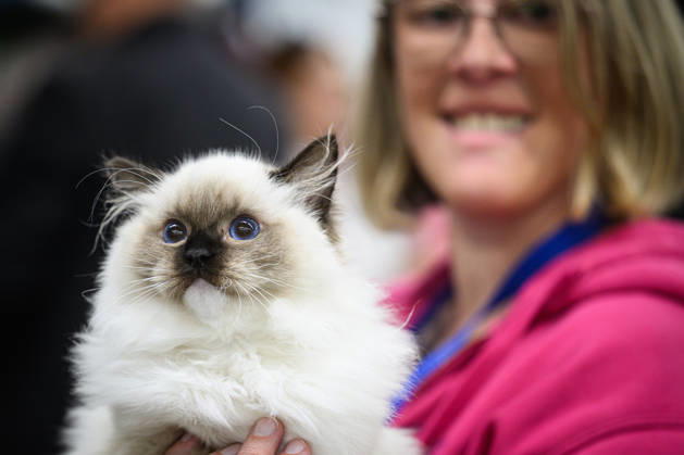 2026 WCF Jubilee Cat Show - Day 1 Owner holds her cat during the day one of 2026 WCF Jubilee Cat Show in Zagreb, Croatia on October 10, 2026.  DavorxPuklavec PIXSELL