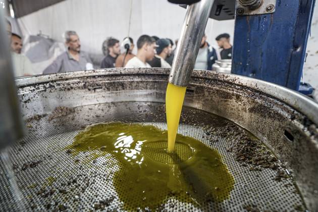 Olive harvest in Gaza despite destruction and access restrictions GAZA STRIP, GAZA, PALESTINE - OCTOBER 11: Olive oil flows during the production process at an olive press facility west of Al-Zawayda in the Gaza Strip, Gaza, Palestine, on October 11, 2026. Palestinian farmers harvest olives from the few trees left standing after Israeli attacks caused extensive damage to agricultural land across the territory, while access to fields in areas designated as the Yellow Line remains restricted. Adam Bilal Anadolu Gaza Gaza. Editorial use only. Please get in touch for any other usage.  Copyright: x2026xAnadoluxAdamxBilalx