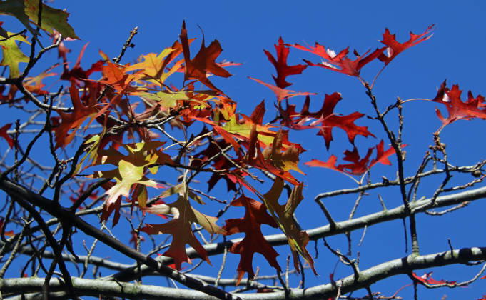 Goldener Oktober in Hamburg: Buntes Laub erstrahlt im Sonnenlicht.