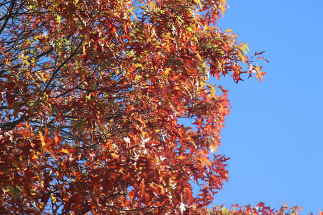 Goldener Oktober in Hamburg: Buntes Laub erstrahlt im Sonnenlicht.