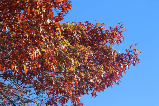 Goldener Oktober in Hamburg: Buntes Laub erstrahlt im Sonnenlicht.