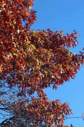 Goldener Oktober in Hamburg: Buntes Laub erstrahlt im Sonnenlicht.