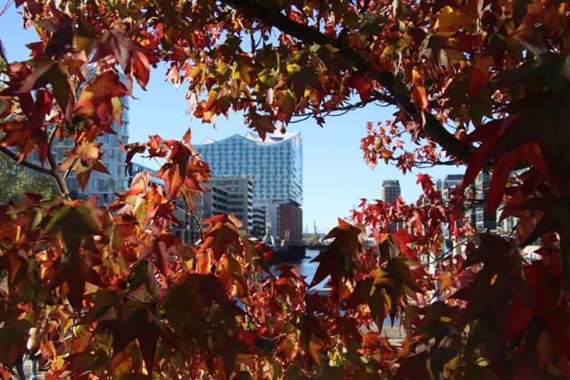 Goldener Oktober in Hamburg: Buntes Laub erstrahlt im Sonnenlicht.