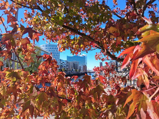 Goldener Oktober in Hamburg: Buntes Laub erstrahlt im Sonnenlicht.