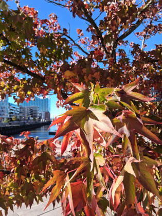 Goldener Oktober in Hamburg: Buntes Laub erstrahlt im Sonnenlicht.