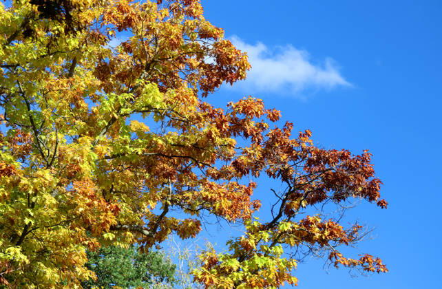 Ein Herbsttag in Feldafing, Feldafinger Park(Landkreis Starnberg). Hier der Blick auf gefärbte Bäume, Laubfärbung, Laubbaum, herbstlich, Farbenspiel, Herbstlaub, Herbstfärbung, Blattfärbung, rot, gelb, rotes Laub, gelbes Laub, Naturschauspiel, Herbstbild
