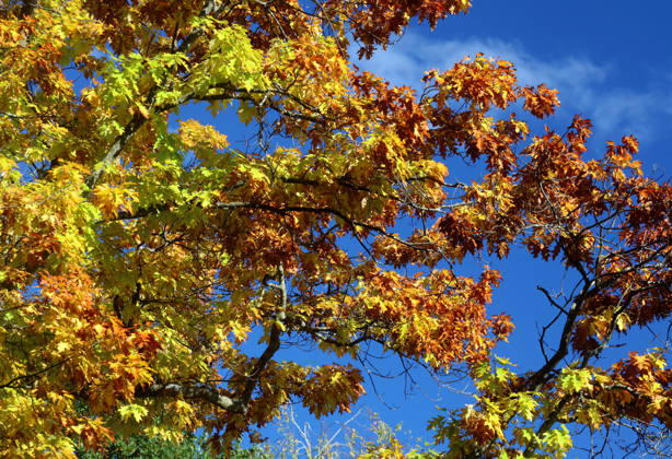 Ein Herbsttag in Feldafing, Feldafinger Park(Landkreis Starnberg). Hier der Blick auf gefärbte Bäume, Laubfärbung, Laubbaum, herbstlich, Farbenspiel, Herbstlaub, Herbstfärbung, Blattfärbung, rot, gelb, rotes Laub, gelbes Laub, Naturschauspiel ,Herbstbild