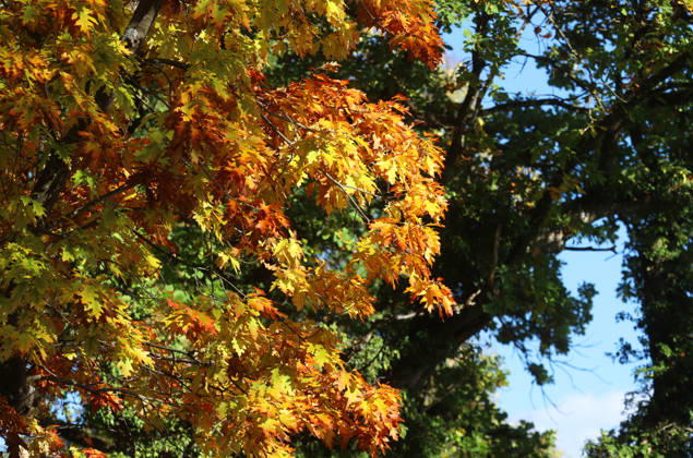 Ein Herbsttag in Feldafing, Feldafinger Park(Landkreis Starnberg). Hier der Blick auf gefärbte Bäume, Laubfärbung, Laubbaum, herbstlich, Farbenspiel, Herbstlaub, Herbstfärbung, Blattfärbung, rot, gelb, rotes Laub, gelbes Laub, Naturschauspiel ,Herbstbild