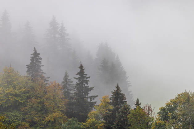 Herbst im Allgäu Nebel steigt zwischen den Bäumen im Wald auf., Bad Hindelang Bayern Deutschland