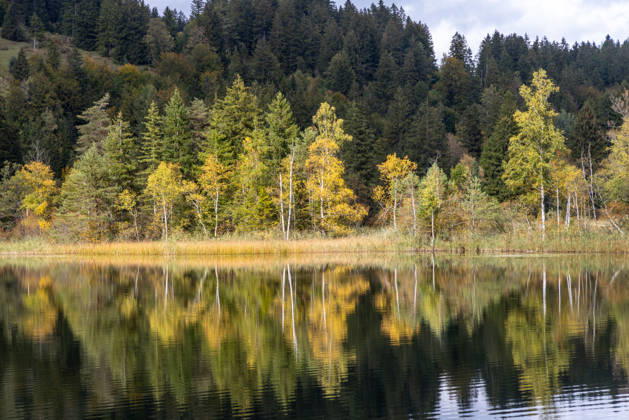 Herbst im Allgäu Blick auf die Herbstlandschaft am Schwansee., Schwangau Bayern Deutschland