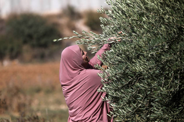 Olive harvest in West Bank BEIT AWWA, WEST BANK, PALESTINE - OCTOBER 15: A Palestinian farmer harvests olives in an olive grove near the separation wall built by Israel in the town of Beit Awwa, west of Hebron, West Bank, Palestine, on October 15, 2026. Palestinian farmers frequently face attacks by Israeli forces and Israeli settlers during the ongoing olive harvest season. Mamoun Wazwaz Anadolu Beit Awwa West Bank. Editorial use only. Please get in touch for any other usage.  Copyright: x2026xAnadoluxMamounxWazwazx