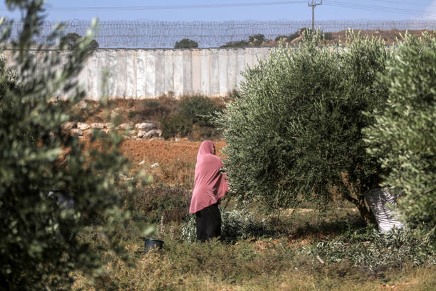 News Bilder des Tages Olive harvest in West Bank BEIT AWWA, WEST BANK, PALESTINE - OCTOBER 15: A Palestinian farmer harvests olives in an olive grove near the separation wall built by Israel in the town of Beit Awwa, west of Hebron, West Bank, Palestine, on October 15, 2026. Palestinian farmers frequently face attacks by Israeli forces and Israeli settlers during the ongoing olive harvest season. Mamoun Wazwaz Anadolu Beit Awwa West Bank. Editorial use only. Please get in touch for any other usage.  Copyright: x2026xAnadoluxMamounxWazwazx