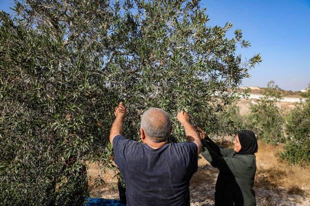 Palestinian Farmers Harvest Olives Near Barrier West of Hebron Palestinian farmers pick olives during the harvest season in a field in the village of Beit Awwa, west of Hebron, in the occupied West Bank, on October 15, 2026, near the Israeli separation barrier. Photo by Mamoun Wazwaz apaimages Hebron West Bank Palestinian Territory 151026_Hebron_MW_00(1) Copyright: xapaimagesxMamounxWazwazx xapaimagesx