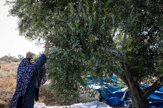 Palestinian Farmers Harvest Olives Near Barrier West of Hebron Palestinian farmers pick olives during the harvest season in a field in the village of Beit Awwa, west of Hebron, in the occupied West Bank, on October 15, 2026, near the Israeli separation barrier. Photo by Mamoun Wazwaz apaimages Hebron West Bank Palestinian Territory 151026_Hebron_MW_00(7) Copyright: xapaimagesxMamounxWazwazx xapaimagesx