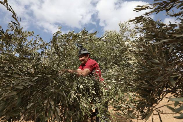 October 15, 2026, Nablus, Palestine, State of: NABLUS, WEST BANK, PALESTINE, OCTOBER 15, 2026: Palestinian farmers harvest olives during the annual olive-picking season in Nablus, in the occupied West Bank. Nablus Palestine, State of - ZUMAq101 20261015_zna_q101_101 Copyright: xNedalxShtiehx