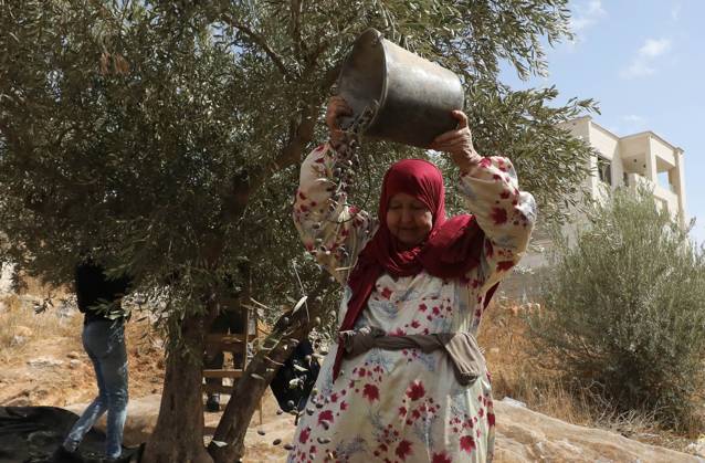 October 15, 2026, Nablus, Palestine, State of: NABLUS, WEST BANK, PALESTINE, OCTOBER 15, 2026: Palestinian farmers harvest olives during the annual olive-picking season in Nablus, in the occupied West Bank. Nablus Palestine, State of  - ZUMAq101 20261015_zna_q101_103 Copyright: xNedalxShtiehx