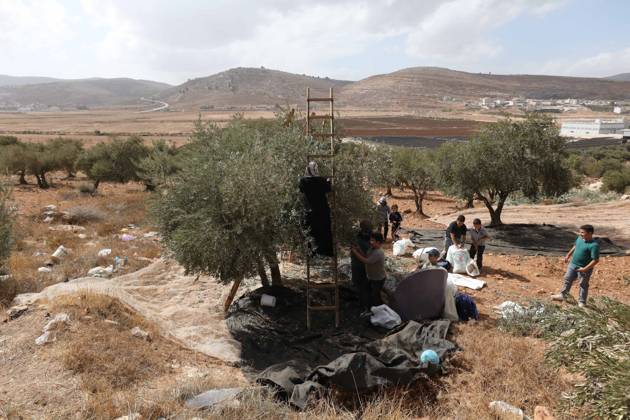 Olive Harvest In Nablus NABLUS, WEST BANK, PALESTINE, OCTOBER 15, 2026: Palestinian farmers harvest olives during the annual olive-picking season in Nablus, in the occupied West Bank. NABLUS Palestine, State of Copyright: x xNedalxShtiehx xJNAxPressx