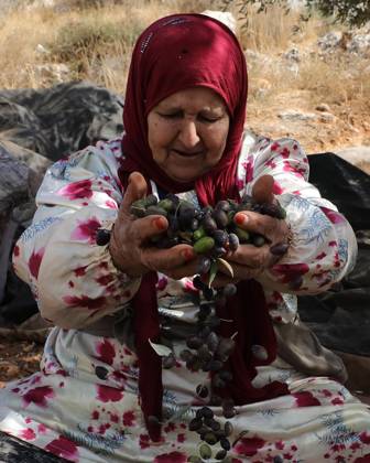 October 15, 2026, Nablus, Palestine, State of: NABLUS, WEST BANK, PALESTINE, OCTOBER 15, 2026: Palestinian farmers harvest olives during the annual olive-picking season in Nablus, in the occupied West Bank. Nablus Palestine, State of  - ZUMAq101 20261015_zna_q101_110 Copyright: xNedalxShtiehx