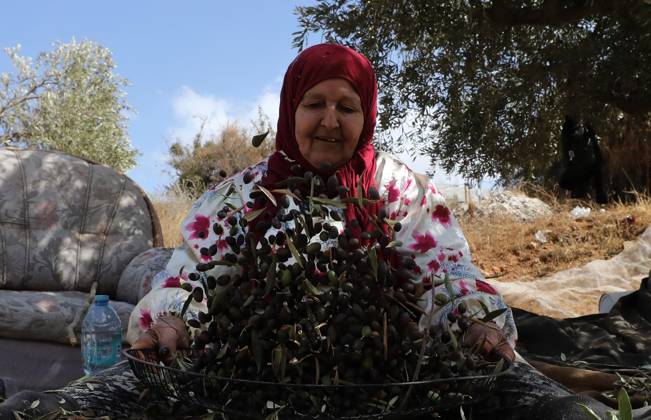 October 15, 2026, Nablus, Palestine, State of: NABLUS, WEST BANK, PALESTINE, OCTOBER 15, 2026: Palestinian farmers harvest olives during the annual olive-picking season in Nablus, in the occupied West Bank. Nablus Palestine, State of - ZUMAq101 20261015_zna_q101_114 Copyright: xNedalxShtiehx