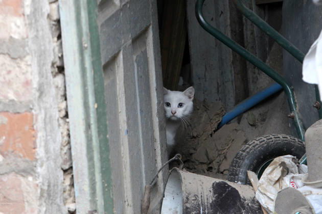 Russian troops hit Dnipro with guided bombs A white cat peeks out from behind a door in a building damaged by a Russian bombardment in Dnipro, Ukraine, on October 19, 2026. On Monday morning, Russian forces launched guided aerial bombs at the eastern city, damaging private homes and infrastructure. An 84-year-old woman was hospitalised in moderate condition. Dnipro Ukraine Copyright: xMykolaxMiakshykovx originalFilename: ukrinform-russiant261019_nppIY